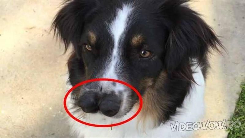 La prima vedere pare un câine normal, dar fi puţin atent la NASUCUL lui... ascunde un secret bizar! Nu-i aşa că este comic?