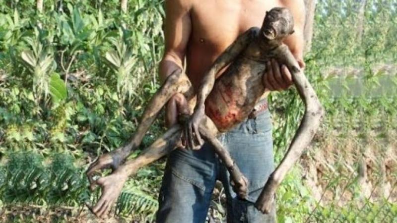 Creatură misterioasă descoperită în jungla Amazoniană! Iată ce au gasit aceşti fermieri într-un tufiş! Nu le-a venit să creadă când au văzut CREATURA moartă care semăna cu un EXTRATERESTRU